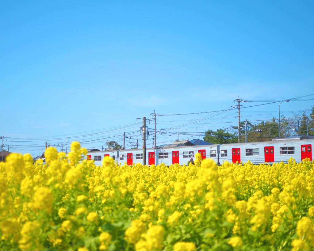 電車と菜の花