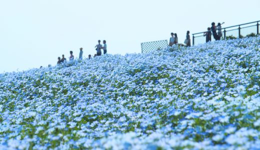 青の絶景！150万本のネモフィラ花畑｜海の中道海浜公園