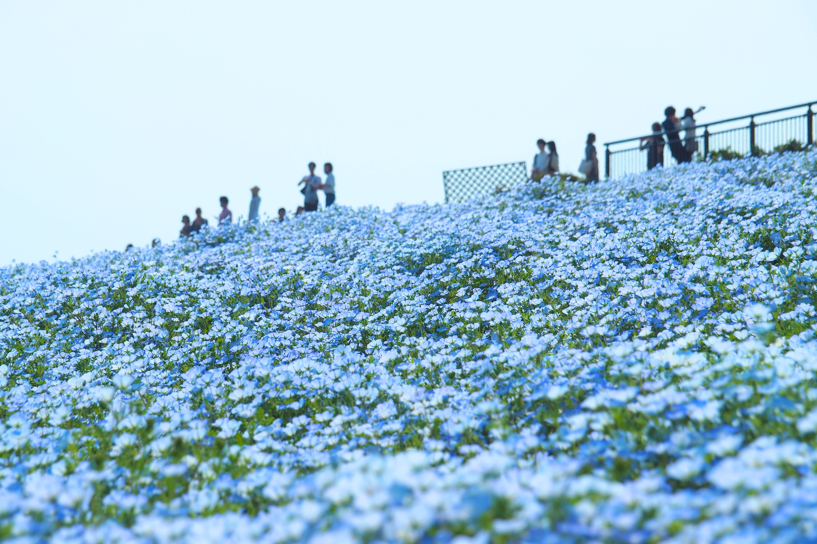 青の絶景 150万本のネモフィラ花畑 海の中道海浜公園 福岡touch